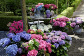 Hydrangea collectie