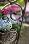 Hydrangea blue