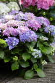 Hydrangea blauw