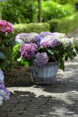 Hydrangea blue