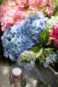 Hydrangea blue