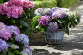 Hydrangea blauw