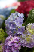 Hydrangea blue