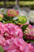 Hydrangea pink