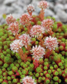 Sedum lydium 