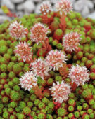 Sedum lydium 