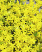 Sedum acre Yellow Queen