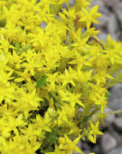 Sedum acre Yellow Queen