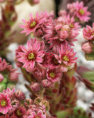 Sempervivum