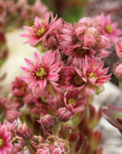 Sempervivum