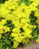 Sedum acre Minus