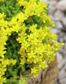 Sedum acre Minus