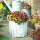 Sempervivum Commander Hay