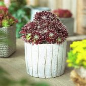 Sempervivum Pruhonice