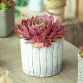 Sempervivum Lipari