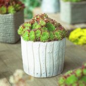 Sempervivum Ornatum