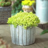 Sedum acre Yellow Queen
