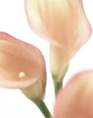 Zantedeschia