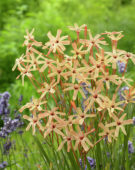 Ixia paniculata Eos ® Ixia paniculata Eos ®