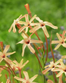 Ixia paniculata Eos ® Ixia paniculata Eos ®
