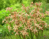 Ixia paniculata Eos ® Ixia paniculata Eos ®
