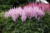 Astilbe Ice Cream