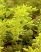 Sedum sexangulare