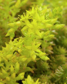 Sedum sexangulare