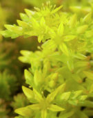 Sedum sexangulare