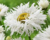 Leucanthemum Shapcott Ruffles