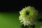 Chrysanthemum Zembla Lime