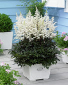 Astilbe Cappuccino