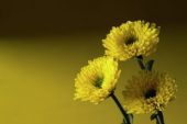 Chrysanthemum Ranomi