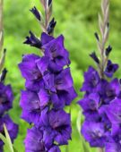 Gladiolus Purple Flora