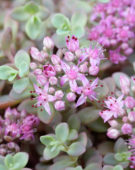 Sedum cauticola Lidakense
