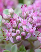 Sedum cauticola Lidakense
