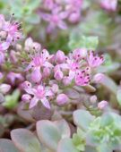 Sedum cauticola Lidakense