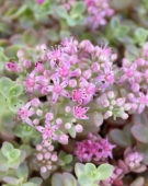 Sedum cauticola Lidakense