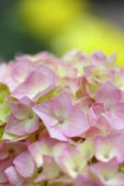 Hydrangea pink