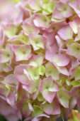 Hydrangea pink