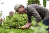 Man trimming buxus hedge
