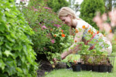 Woman planting Geum in border