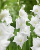 Gladiolus Snowdon