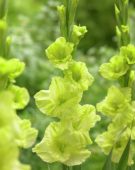 Gladiolus Green Star, Greenstar