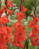 Gladiolus Fortuna Red