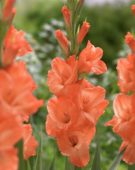 Gladiolus Prince of Orange