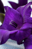Gladiolus Purple Flora