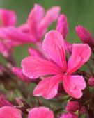 Phlox paniculata Cleopatra