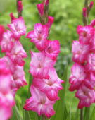 Gladiolus Cantate