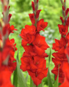 Gladiolus Red Balance